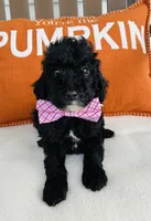 Bolt, a male Miniature Goldendoodle for sale in Auburn, IN – 1 of 1
