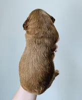 Maple, a female Goldendoodle for sale in Auburn, IN – Photo 3 of 3