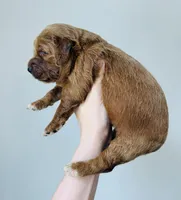 Maple, a female Goldendoodle for sale in Auburn, IN – Photo 2 of 3