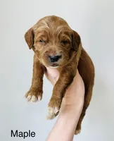 Maple, a female Goldendoodle for sale in Auburn, IN – Photo 1 of 3