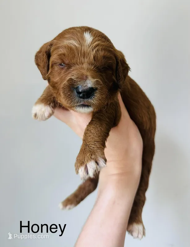 Honey – Goldendoodle puppy for sale in Auburn, IN