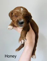 Honey, a female Goldendoodle for sale in Auburn, IN – Photo 1 of 2
