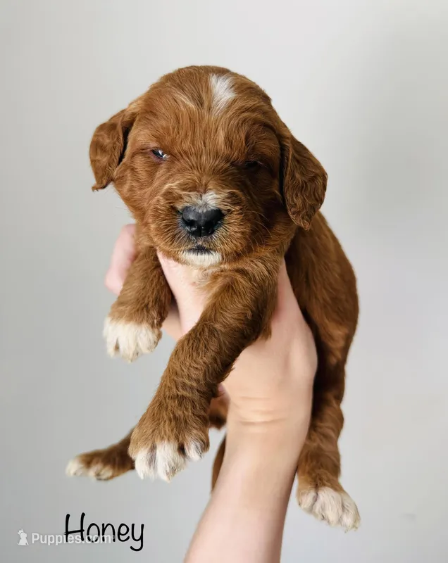 Honey – Goldendoodle puppy on hold in Auburn, IN
