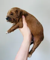 Honey, a female Goldendoodle for sale in Auburn, IN – Photo 2 of 2