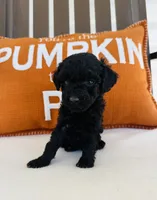 Knight, a male Miniature Goldendoodle for sale in Auburn, IN – 6 of 6