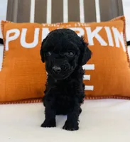 Knight, a male Miniature Goldendoodle for sale in Auburn, IN – 5 of 6