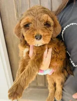 Hazel, a female Miniature Goldendoodle for sale in Auburn, IN – Photo 3 of 6