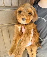 Hazel, a female Miniature Goldendoodle for sale in Auburn, IN – Photo 6 of 6