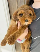 Hazel, a female Miniature Goldendoodle for sale in Auburn, IN – Photo 2 of 6