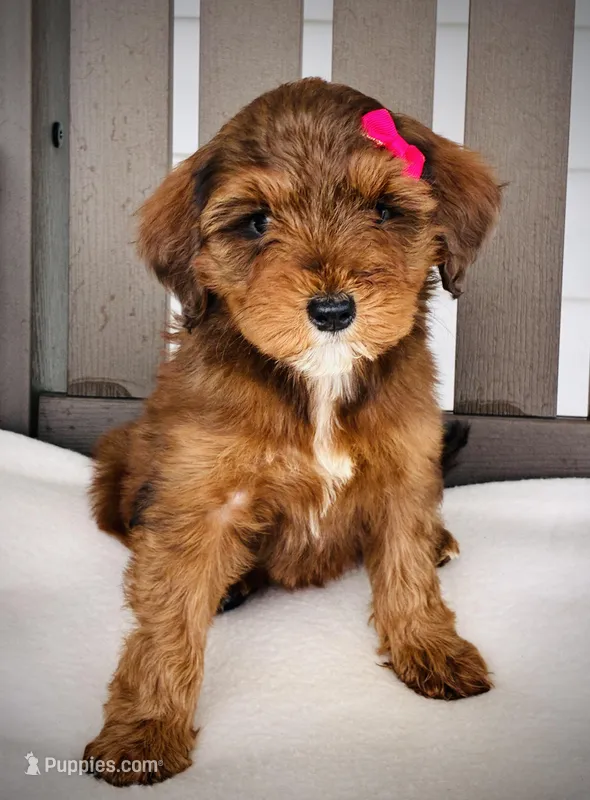 Hazel – Miniature Goldendoodle puppy for sale in Auburn, IN