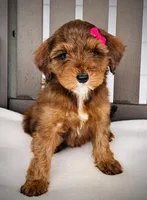 Hazel, a female Miniature Goldendoodle for sale in Auburn, IN – Photo 1 of 6