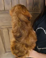 Hazel, a female Miniature Goldendoodle for sale in Auburn, IN – Photo 4 of 6