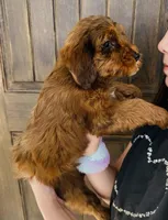 Hazel, a female Miniature Goldendoodle for sale in Auburn, IN – Photo 5 of 6