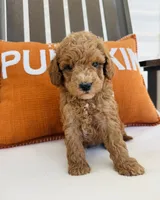 Russell , a male Miniature Goldendoodle for sale in Auburn, IN – 6 of 8