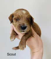 Scout, a male Goldendoodle for sale in Auburn, IN – Photo 1 of 3