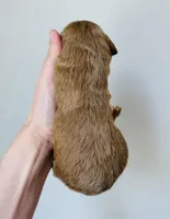 Scout, a male Goldendoodle for sale in Auburn, IN – Photo 3 of 3