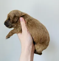 Scout, a male Goldendoodle for sale in Auburn, IN – Photo 2 of 3
