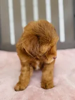 Royal, a female Miniature Goldendoodle for sale in Auburn, IN – 2 of 6