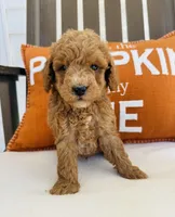 Russell , a male Miniature Goldendoodle for sale in Auburn, IN – 2 of 8