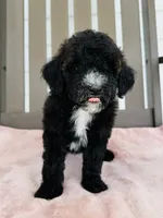 Callie, a female Miniature Goldendoodle for sale in Auburn, IN – 2 of 4