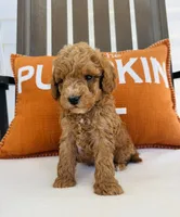Russell , a male Miniature Goldendoodle for sale in Auburn, IN – 8 of 8
