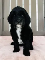 Opal, a female Miniature Goldendoodle for sale in Auburn, IN – 5 of 5