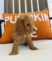 Russell , a male Miniature Goldendoodle for sale in Auburn, IN – 7 of 8