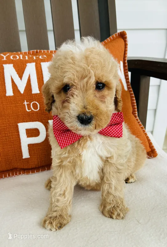 Gunner – Miniature Goldendoodle puppy for sale in Auburn, IN
