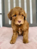 Royal, a female Miniature Goldendoodle for sale in Auburn, IN – 4 of 6