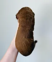 Murphy, a male Goldendoodle for sale in Auburn, IN – Photo 3 of 3