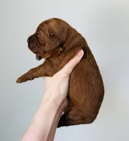 Murphy, a male Goldendoodle for sale in Auburn, IN – Photo 2 of 3