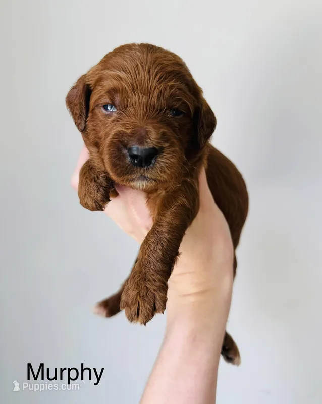 Murphy – Goldendoodle puppy for sale in Auburn, IN