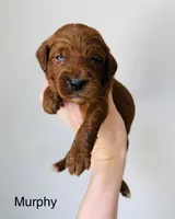 Murphy, a male Goldendoodle for sale in Auburn, IN – Photo 1 of 3