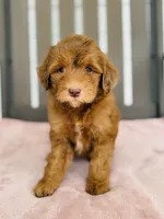 Royal, a female Miniature Goldendoodle for sale in Auburn, IN – 6 of 6