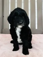 Opal, a female Miniature Goldendoodle for sale in Auburn, IN – 4 of 5