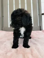 Callie, a female Miniature Goldendoodle for sale in Auburn, IN – 3 of 4