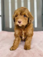Royal, a female Miniature Goldendoodle for sale in Auburn, IN – 3 of 6