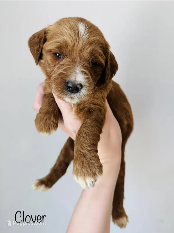 Clover – Goldendoodle puppy on hold in Auburn, IN