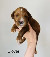 Clover, a female Goldendoodle for sale in Auburn, IN – Photo 1 of 3