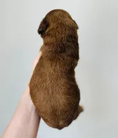 Clover, a female Goldendoodle for sale in Auburn, IN – Photo 2 of 3