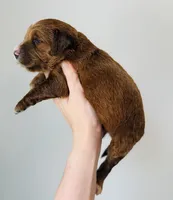 Clover, a female Goldendoodle for sale in Auburn, IN – Photo 3 of 3