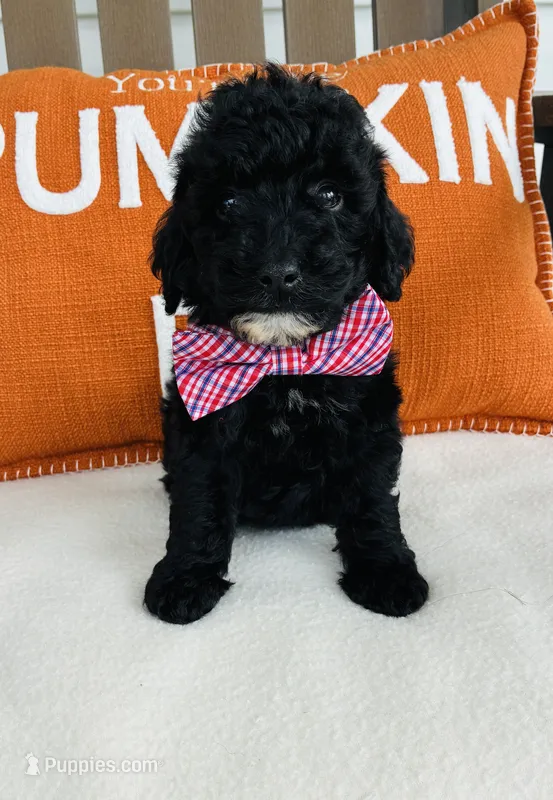 Jet – Miniature Goldendoodle puppy for sale in Auburn, IN