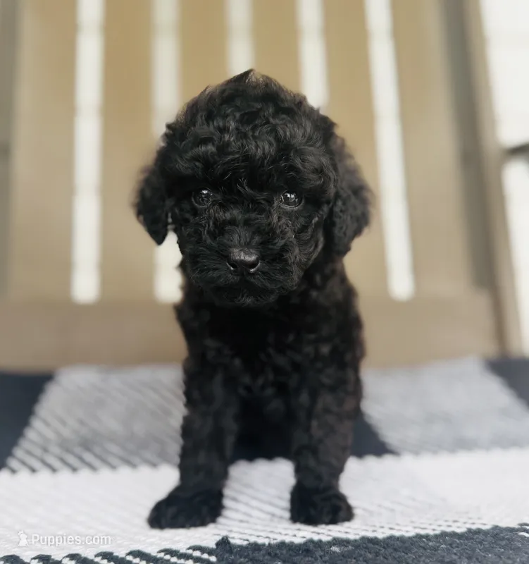Knight – Miniature Goldendoodle puppy for sale in Auburn, IN