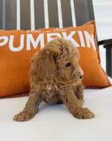 Russell , a male Miniature Goldendoodle for sale in Auburn, IN – 4 of 8
