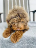 Bruno, a male Goldendoodle for sale in Auburn, IN – 5 of 5