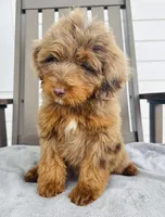 Bruno, a male Goldendoodle for sale in Auburn, IN – 2 of 5