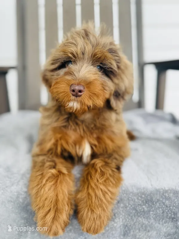 Bruno – Goldendoodle puppy on hold in Auburn, IN