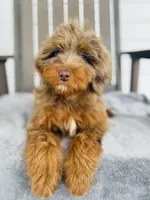 Bruno, a male Goldendoodle for sale in Auburn, IN – 1 of 5