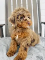 Bruno, a male Goldendoodle for sale in Auburn, IN – 3 of 5