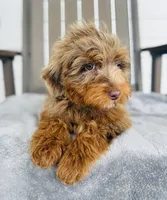 Bruno, a male Goldendoodle for sale in Auburn, IN – 4 of 5